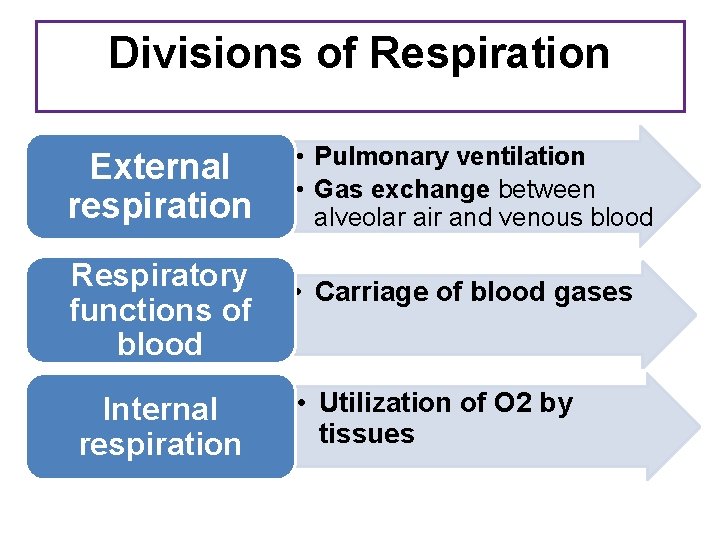 Divisions of Respiration External respiration Respiratory functions of blood Internal respiration • Pulmonary ventilation