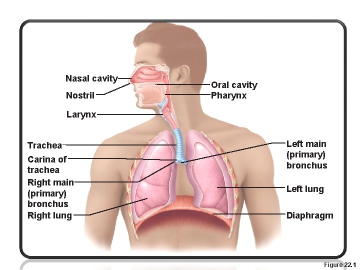 Nasal cavity Nostril Oral cavity Pharynx Larynx Trachea Carina of trachea Right main (primary)