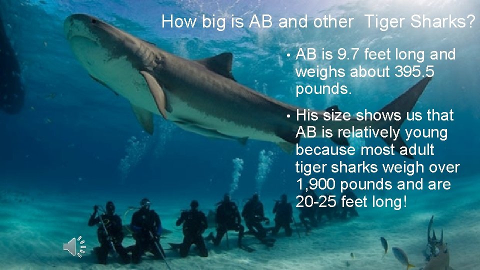 How big is AB and other Tiger Sharks? • AB is 9. 7 feet