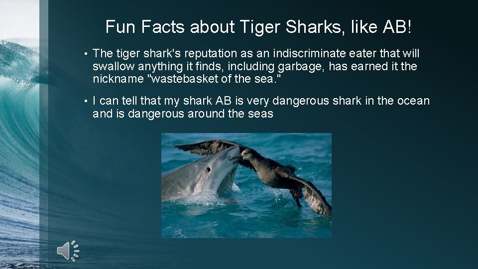 Fun Facts about Tiger Sharks, like AB! • The tiger shark's reputation as an