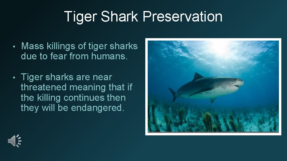 Tiger Shark Preservation • Mass killings of tiger sharks due to fear from humans.