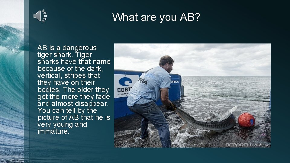 What are you AB? AB is a dangerous tiger shark. Tiger sharks have that