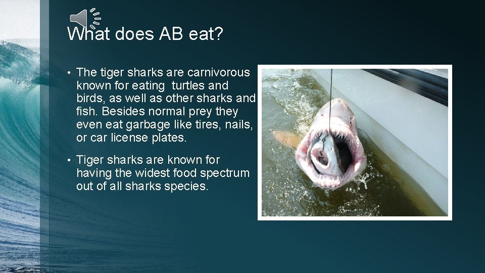 What does AB eat? • The tiger sharks are carnivorous known for eating turtles