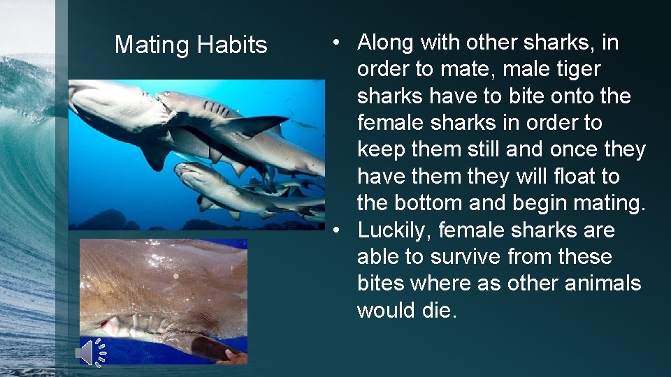 Mating Habits • Along with other sharks, in order to mate, male tiger sharks