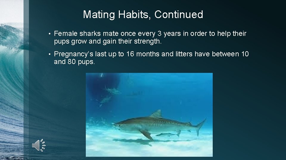 Mating Habits, Continued • Female sharks mate once every 3 years in order to