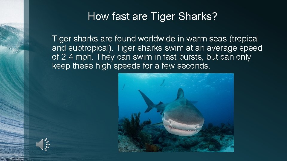 How fast are Tiger Sharks? Tiger sharks are found worldwide in warm seas (tropical