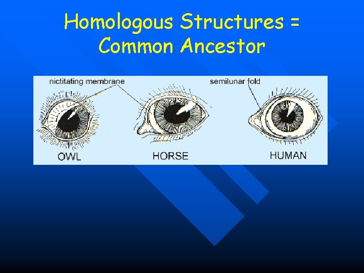 Homologous Structures = Common Ancestor 