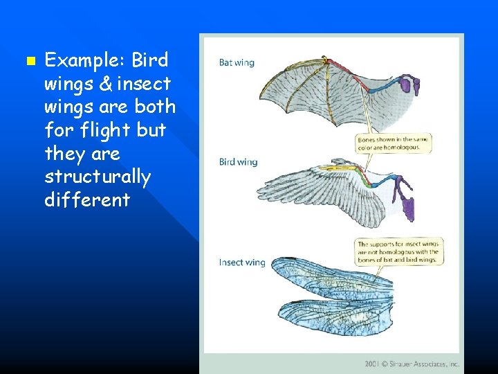 n Example: Bird wings & insect wings are both for flight but they are