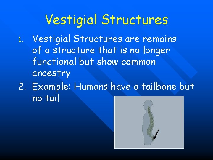 Vestigial Structures are remains of a structure that is no longer functional but show