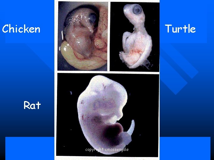 Chicken Turtle Rat copyright cmassengale 118 