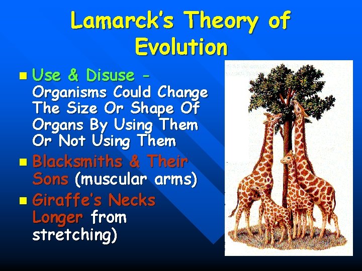 Lamarck’s Theory of Evolution n Use & Disuse - Organisms Could Change The Size