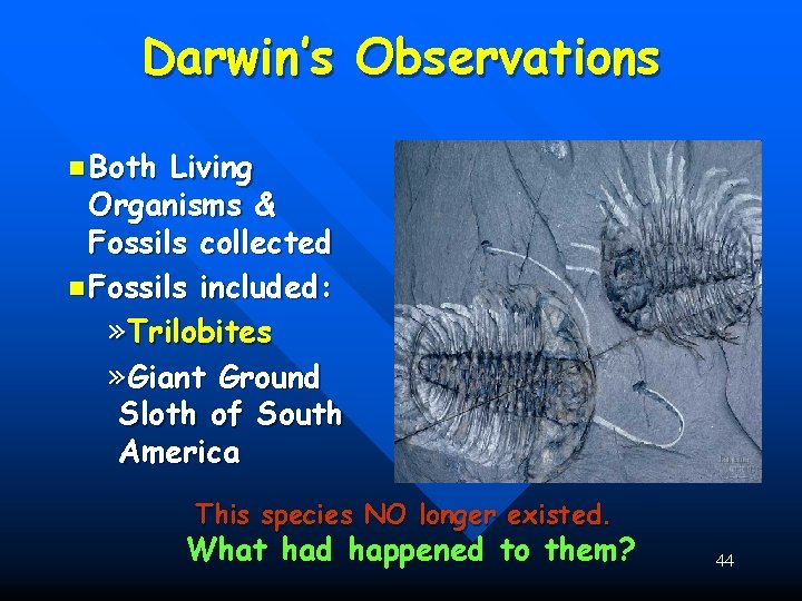 Darwin’s Observations n Both Living Organisms & Fossils collected n Fossils included: » Trilobites