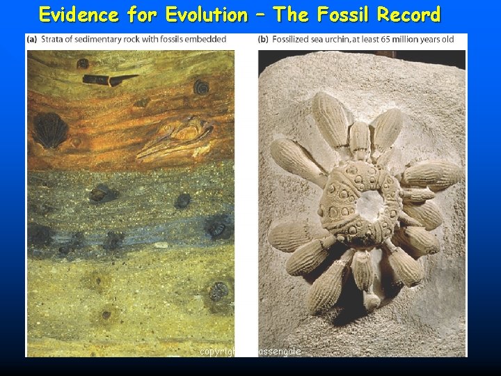 Evidence for Evolution – The Fossil Record copyright cmassengale 45 