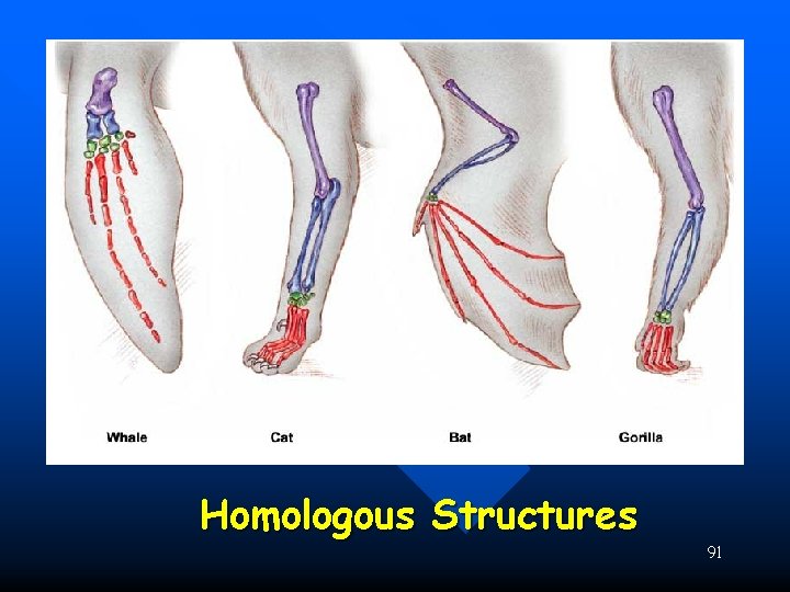 Homologous Structures 91 