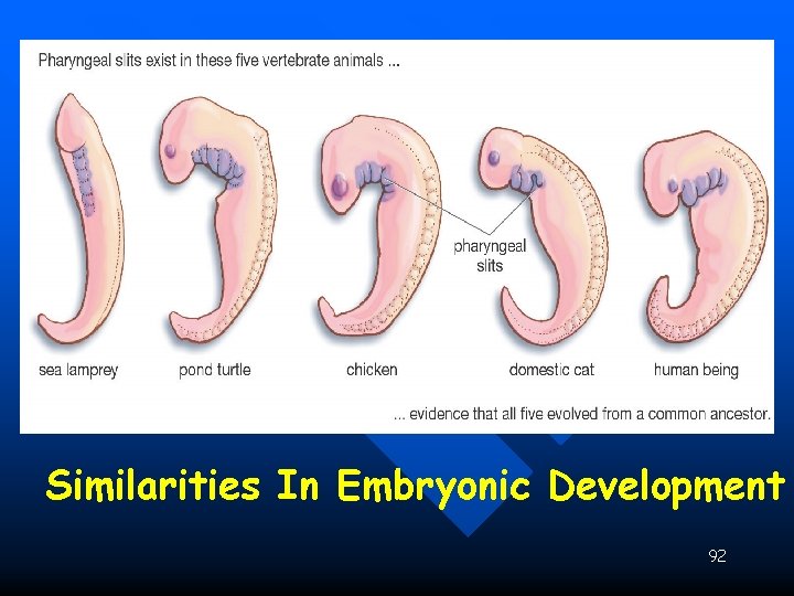 Evidence for Evolution - Comparative Embryology Similarities In Embryonic Development 92 