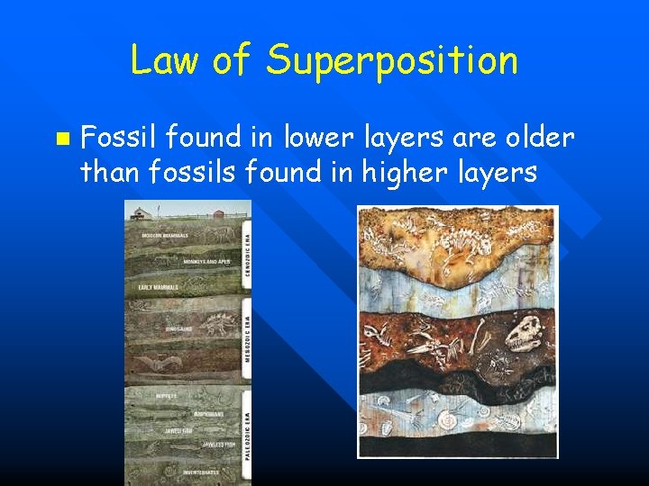 Law of Superposition n Fossil found in lower layers are older than fossils found