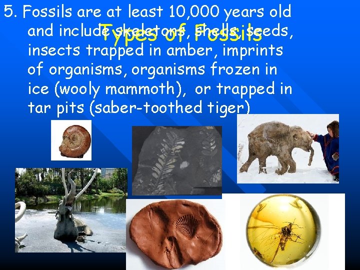 5. Fossils are at least 10, 000 years old and include skeletons, shells, seeds,