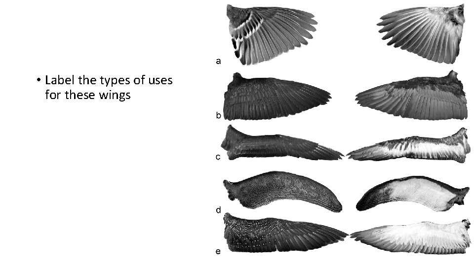  • Label the types of uses for these wings 