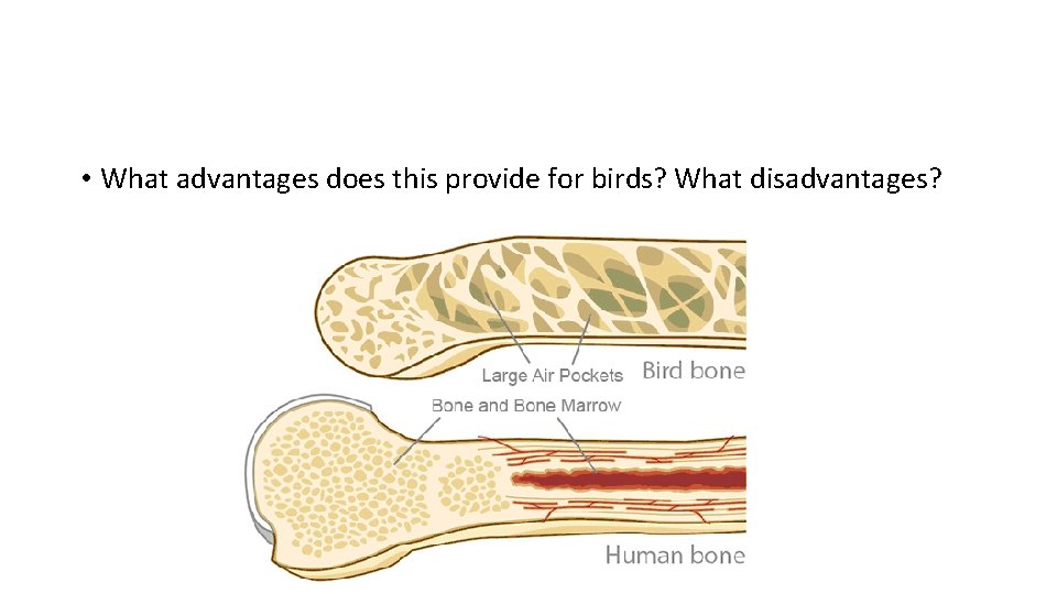  • What advantages does this provide for birds? What disadvantages? 