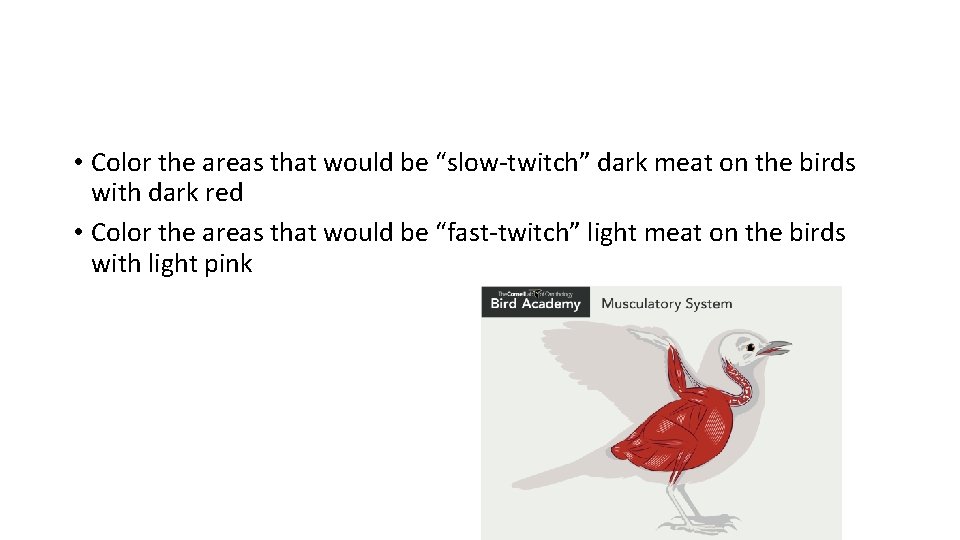  • Color the areas that would be “slow-twitch” dark meat on the birds