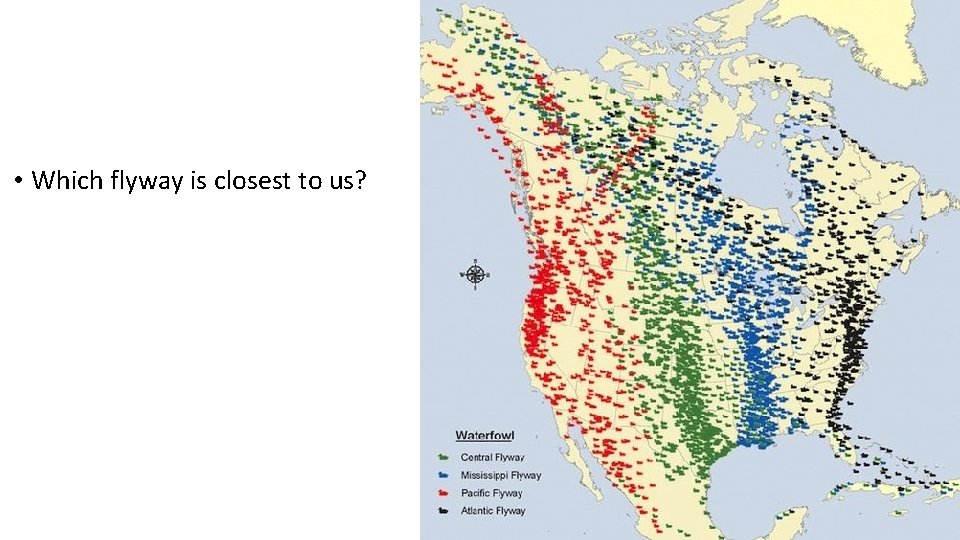  • Which flyway is closest to us? 