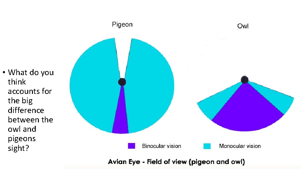  • What do you think accounts for the big difference between the owl