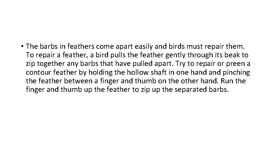  • The barbs in feathers come apart easily and birds must repair them.