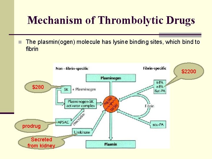 Mechanism of Thrombolytic Drugs n The plasmin(ogen) molecule has lysine binding sites, which bind