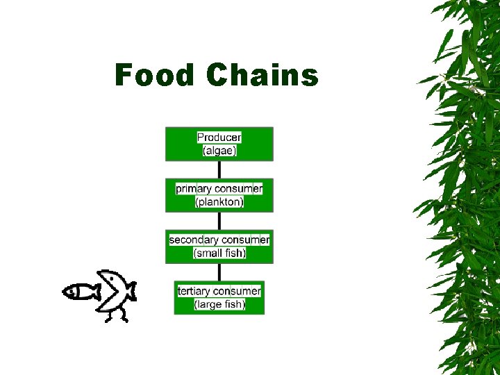 Food Chains 