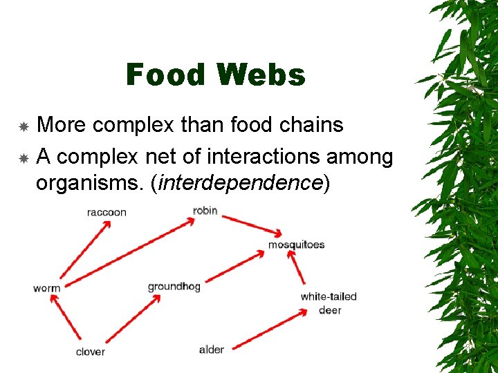 Food Webs More complex than food chains A complex net of interactions among organisms.