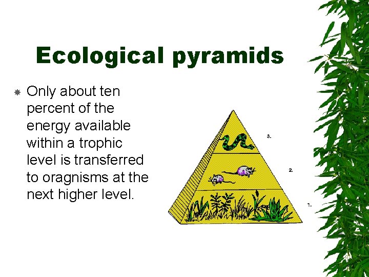 Ecological pyramids Only about ten percent of the energy available within a trophic level