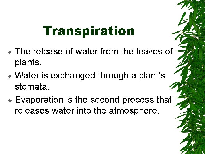 Transpiration The release of water from the leaves of plants. Water is exchanged through