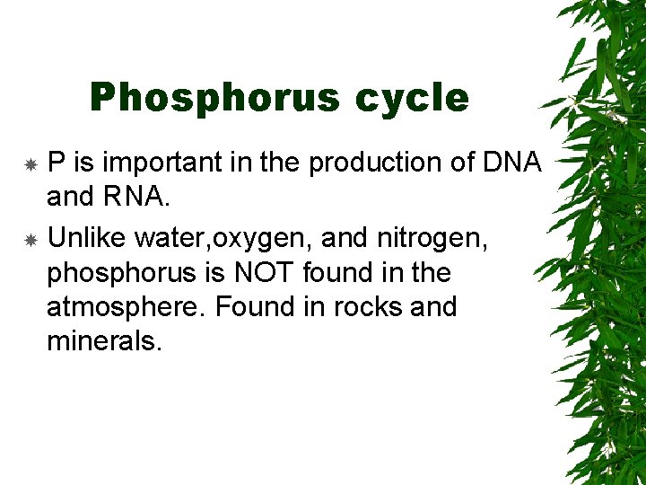 Phosphorus cycle P is important in the production of DNA and RNA. Unlike water,