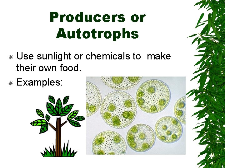 Producers or Autotrophs Use sunlight or chemicals to make their own food. Examples: 