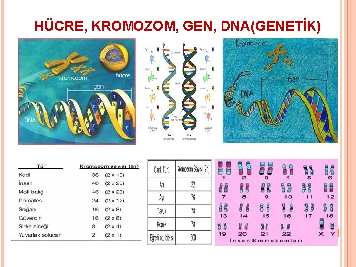 HÜCRE, KROMOZOM, GEN, DNA(GENETİK) 12 