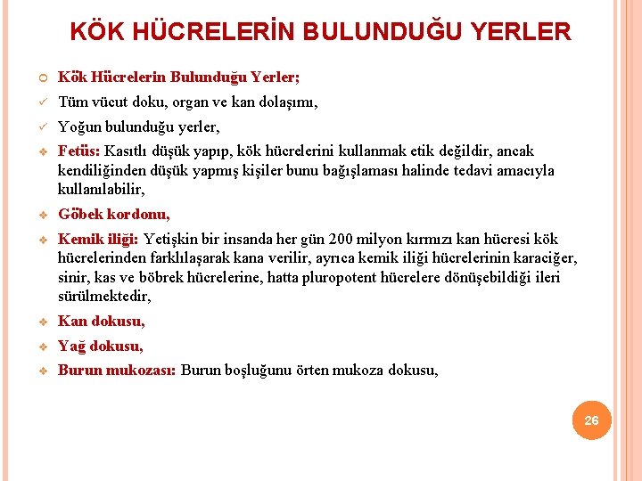 KÖK HÜCRELERİN BULUNDUĞU YERLER Kök Hücrelerin Bulunduğu Yerler; ü Tüm vücut doku, organ ve