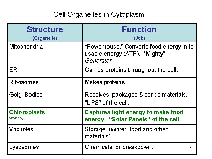 Cell Organelles in Cytoplasm Structure Function (Organelle) (Job) Mitochondria “Powerhouse. ” Converts food energy