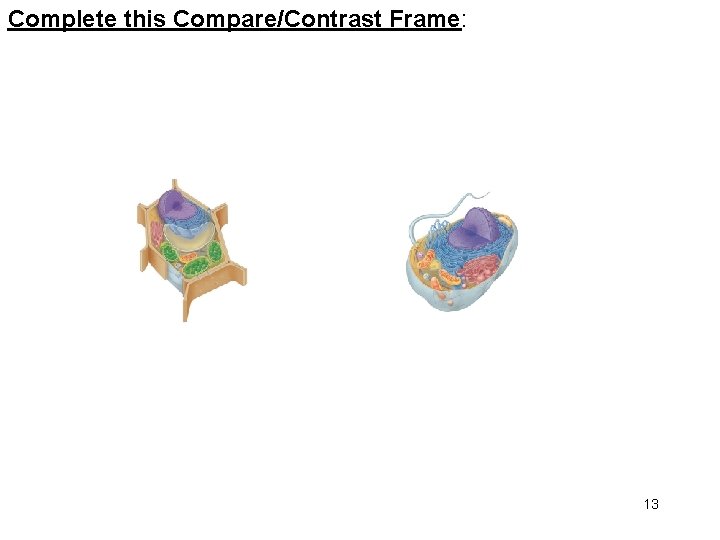 Complete this Compare/Contrast Frame: 13 