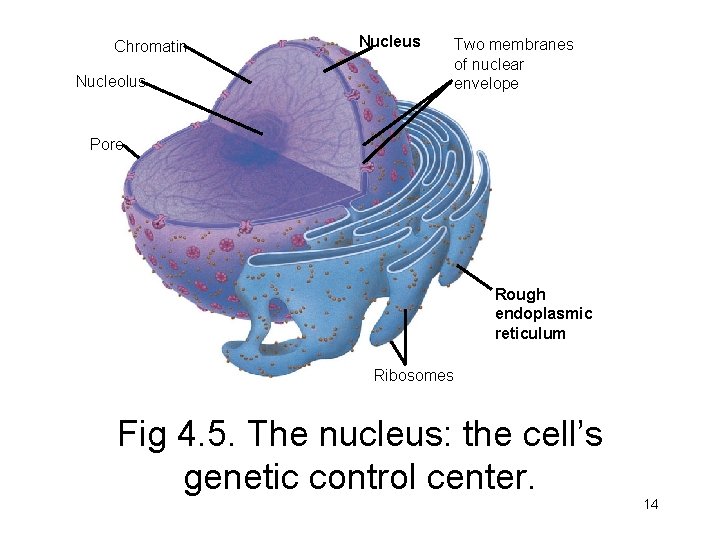 Chromatin Nucleus Nucleolus Two membranes of nuclear envelope Pore Rough endoplasmic reticulum Ribosomes Fig