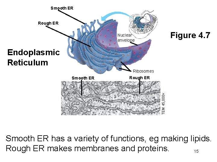 Smooth ER Rough ER Figure 4. 7 Nuclear envelope Endoplasmic Reticulum Ribosomes Rough ER