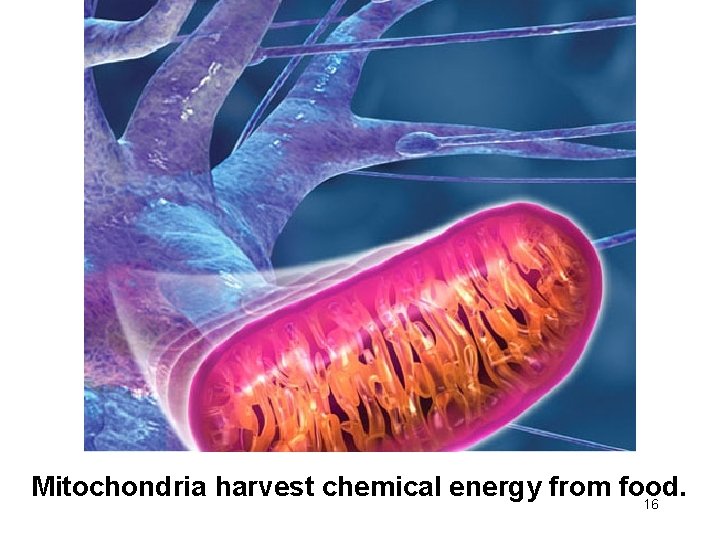 Mitochondria harvest chemical energy from food. 16 