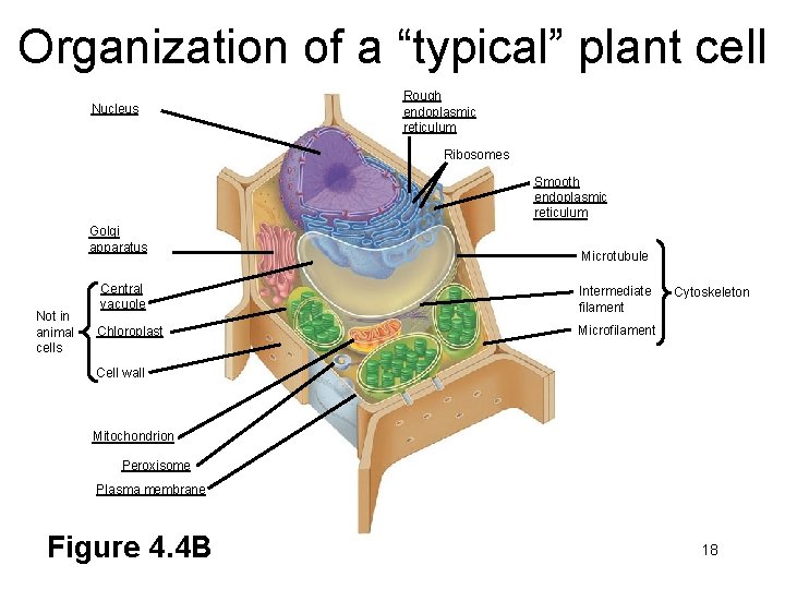 Organization of a “typical” plant cell Nucleus Rough endoplasmic reticulum Ribosomes Smooth endoplasmic reticulum