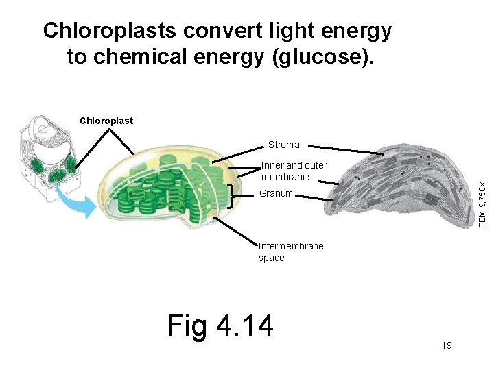 Chloroplasts convert light energy to chemical energy (glucose). Chloroplast Stroma TEM 9, 750 Inner