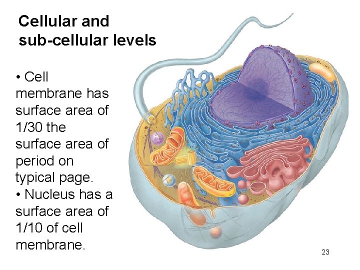 Cellular and sub-cellular levels • Cell membrane has surface area of 1/30 the surface