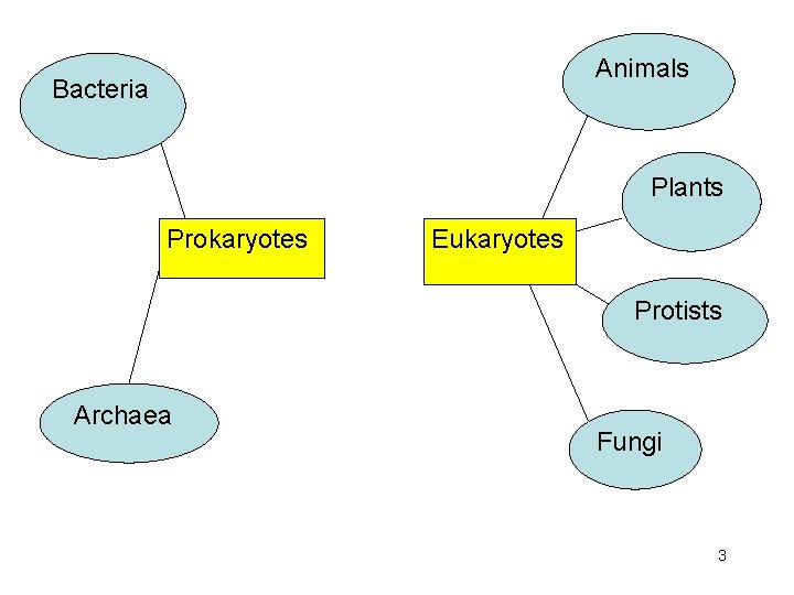 Animals Bacteria Plants Prokaryotes Eukaryotes Protists Archaea Fungi 3 