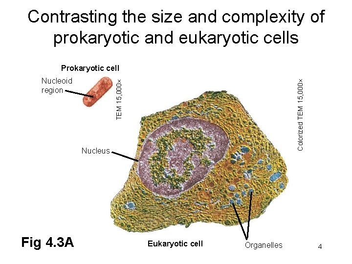 Contrasting the size and complexity of prokaryotic and eukaryotic cells TEM 15, 000 Nucleoid