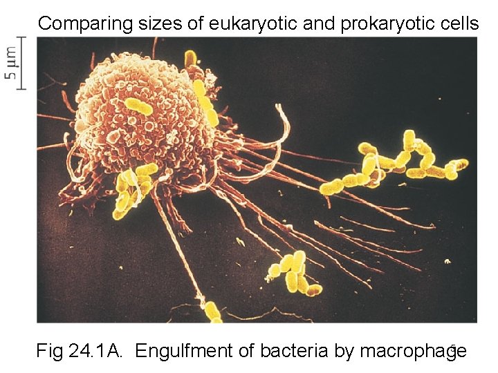 Comparing sizes of eukaryotic and prokaryotic cells 5 Fig 24. 1 A. Engulfment of