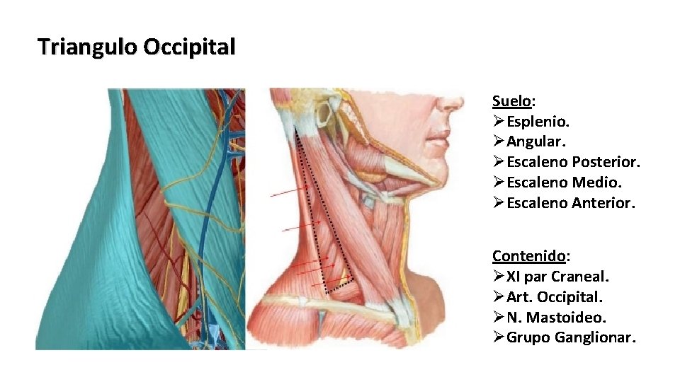 Triangulo Occipital Suelo: ØEsplenio. ØAngular. ØEscaleno Posterior. ØEscaleno Medio. ØEscaleno Anterior. Contenido: ØXI par