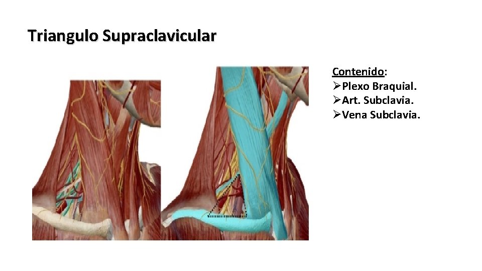 Triangulo Supraclavicular Contenido: ØPlexo Braquial. ØArt. Subclavia. ØVena Subclavia. 