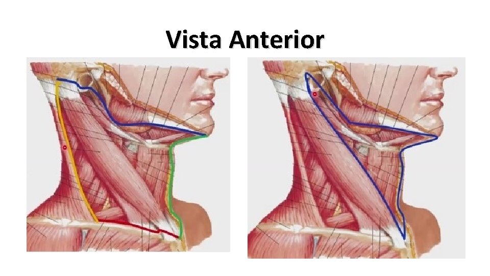 Vista Anterior 